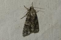 Acronicta rumicis
