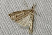 Agriphila geniculea