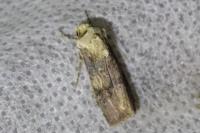 Agrotis puta