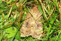 Amphipyra pyramidea/Amphipyra berbera