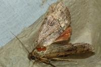 Amphipyra pyramidea/Amphipyra berbera