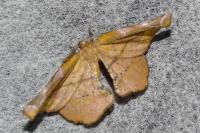 Apeira syringaria