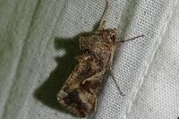 Autographa gamma