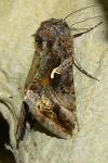 Autographa gamma