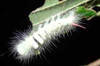 Calliteara pudibunda