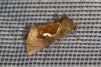 Macdunnoughia confusa