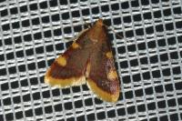 Hypsopygia costalis