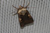 Xestia c-nigrum