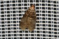 Acrobasis advenella