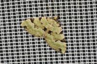 Colostygia pectinataria