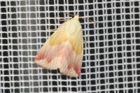 Eublemma purpurina