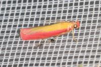 Oncocera semirubella