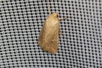 Mythimna albipuncta
