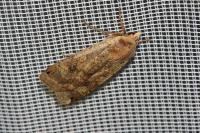 Noctua pronuba