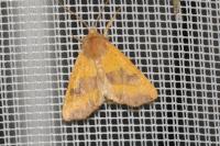 Atethmia centrago