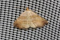 Laspeyria flexula