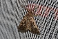 Tholera decimalis