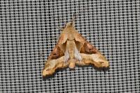 Phlogophora meticulosa