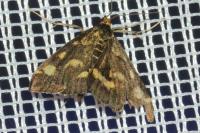 Pyrausta purpuralis