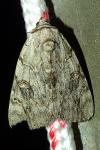 Catocala electa