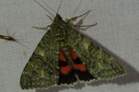 Catocala nupta