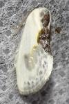 Cilix glaucata