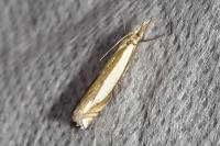 Crambus pascuella