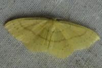 Cyclophora linearia