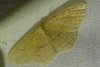 Cyclophora ruficiliaria