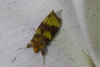 Diachrysia chrysitis