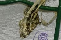 Epirrhoe alternata