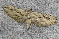Eupithecia phoeniceata