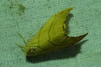 Falcaria lacertinaria