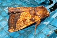 Gortyna flavago