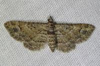 Gymnoscelis rufifasciata