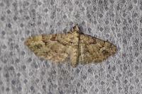 Gymnoscelis rufifasciata