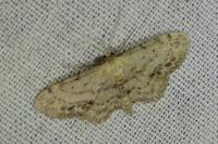 Idaea dimidiata