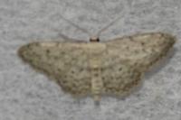 Idaea seriata