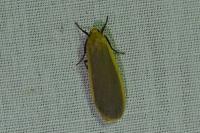 Katha depressa
