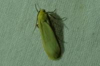 Katha depressa