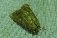Lacanobia oleracea