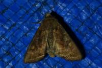 Lacanobia oleracea