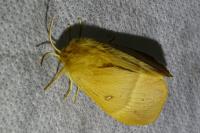 Lasiocampa quercus quercus