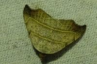 Laspeyria flexula