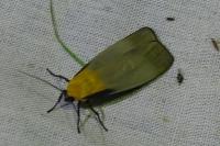 Lithosia quadra
