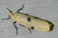 Lithosia quadra