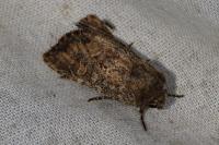 Luperina testacea