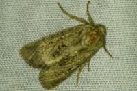 Luperina testacea