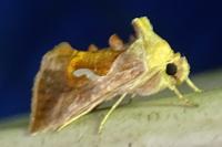 Macdunnoughia confusa