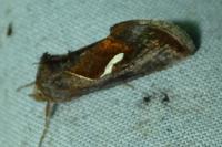 Macdunnoughia confusa